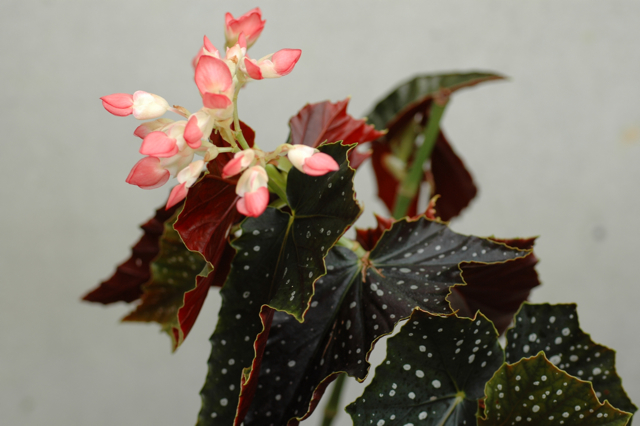 B. ‘Kathleen Lovett’